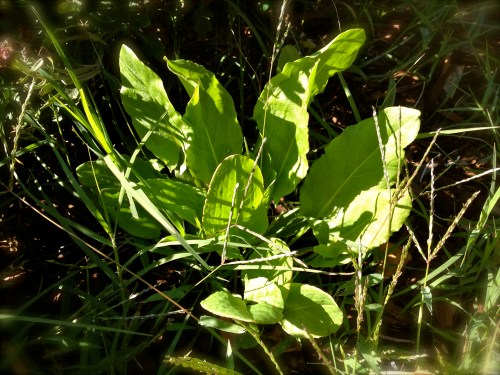 Sorrel bunch in a flower bed