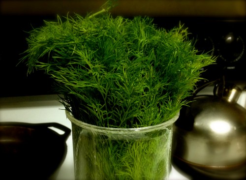 Dill is my favorite herb Dill is my favorite herb
