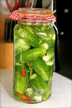 A freshly packed jar of pickling cucumbers in brine