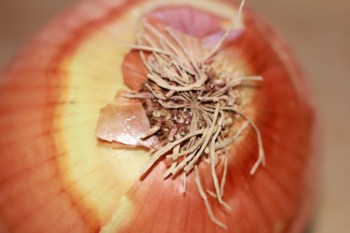 Gorgeous Organic Onion