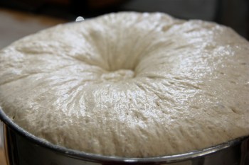Domed ciabatta dough