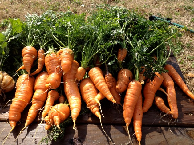 A surprising winter harvest of carrots from our garden