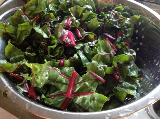 Beautiful rainbow chard
