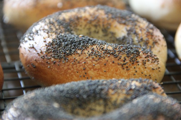 NY Style Bagels -- Wild Sourdough Version