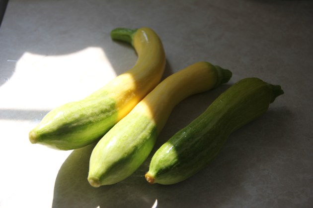 Zephyr squash harvested